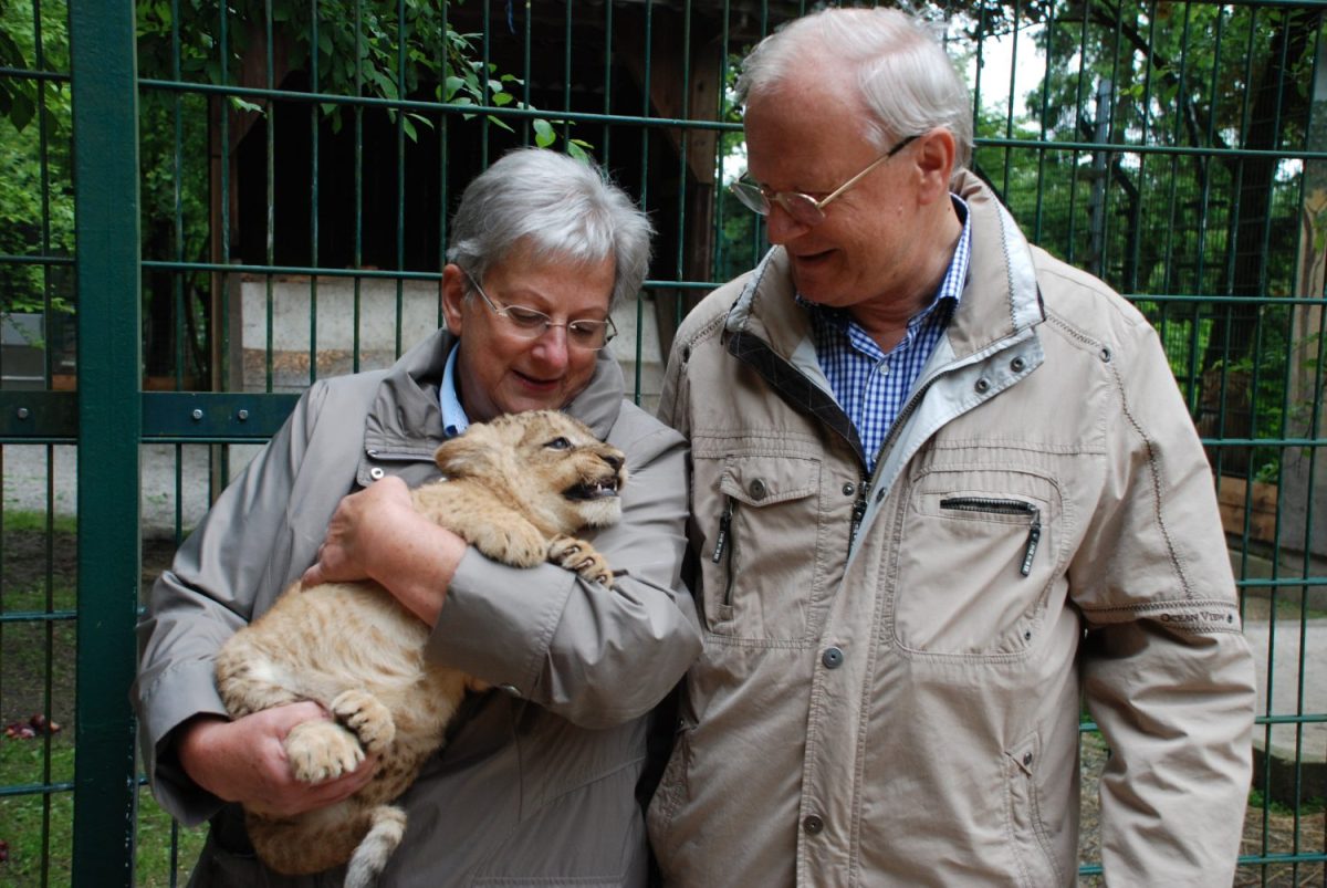 Tierpatenschaft Löwe Sarabi