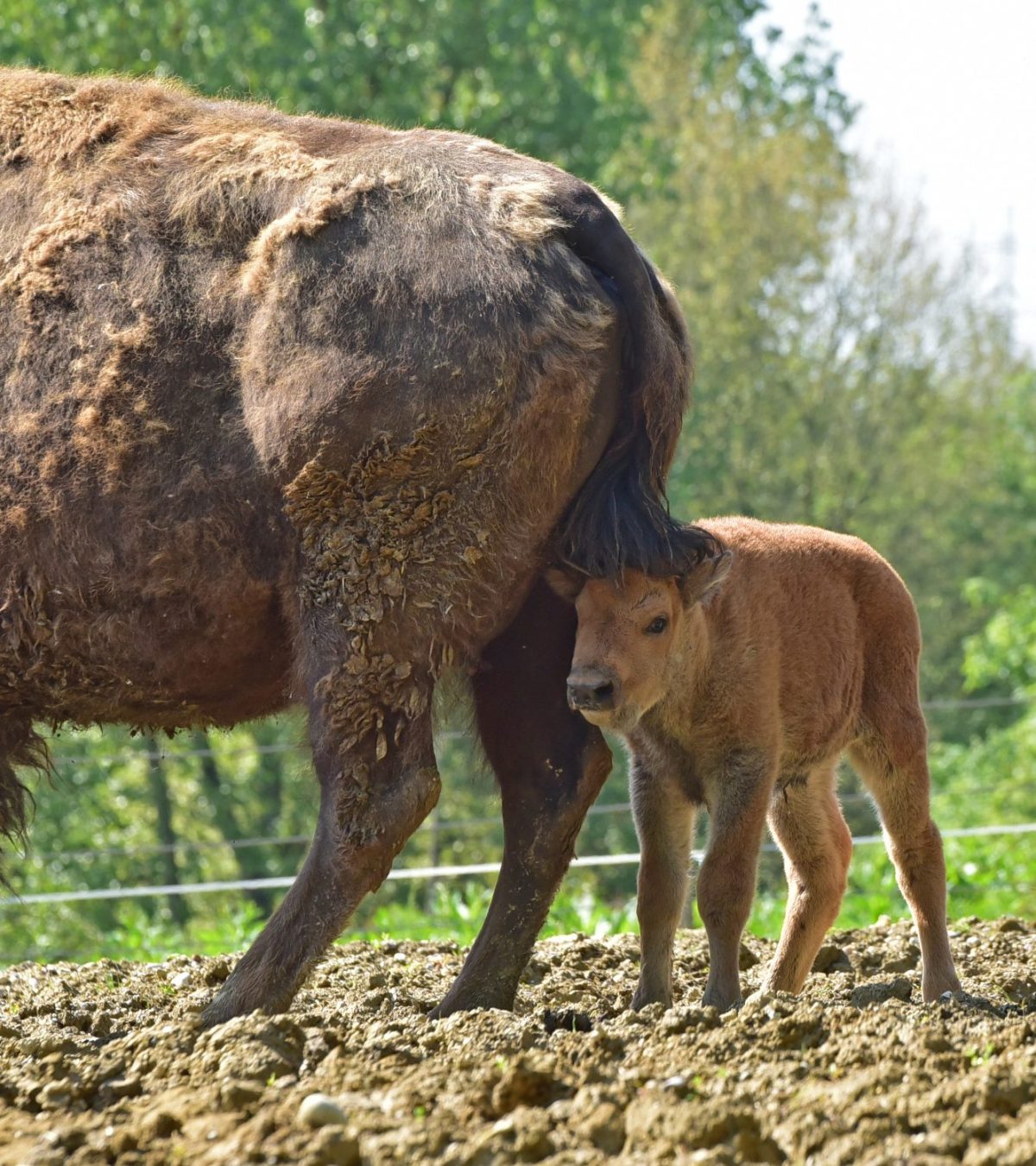 Bison