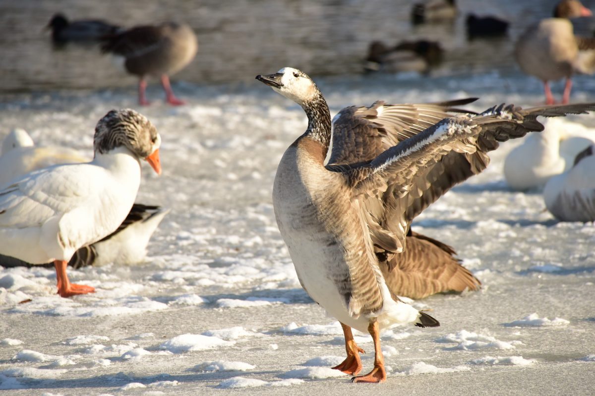 Winterzauber - Auf in den Tierpark Haag