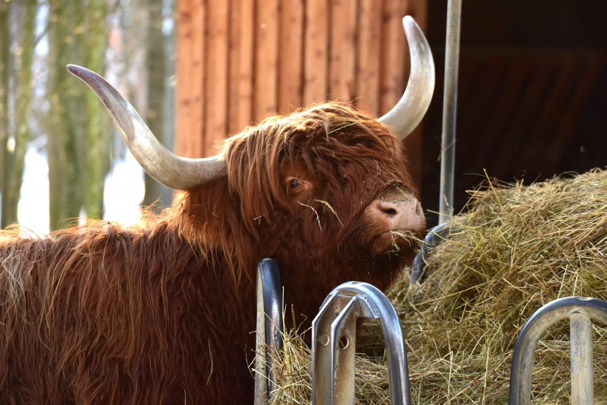 Schottisches Hochlandrind ©Tierpark Stadt Haag