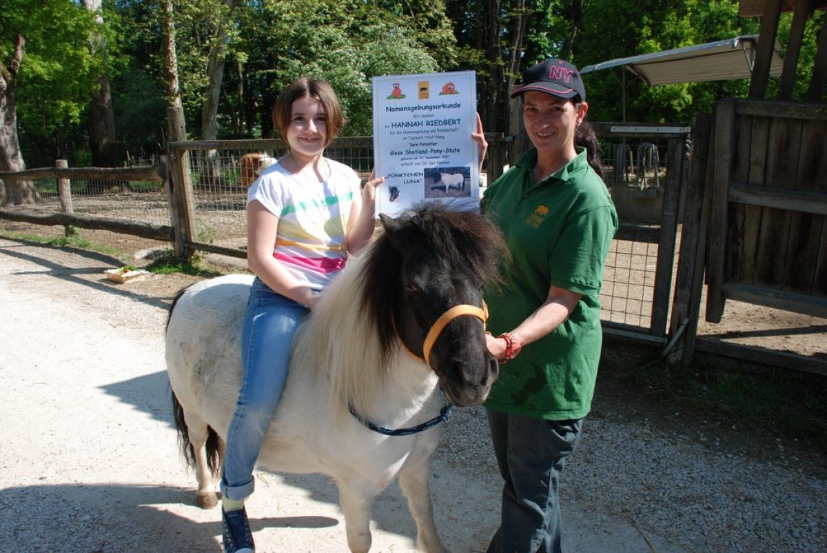 Tierpatenschaft Shetlandpony Pünktchen Luna