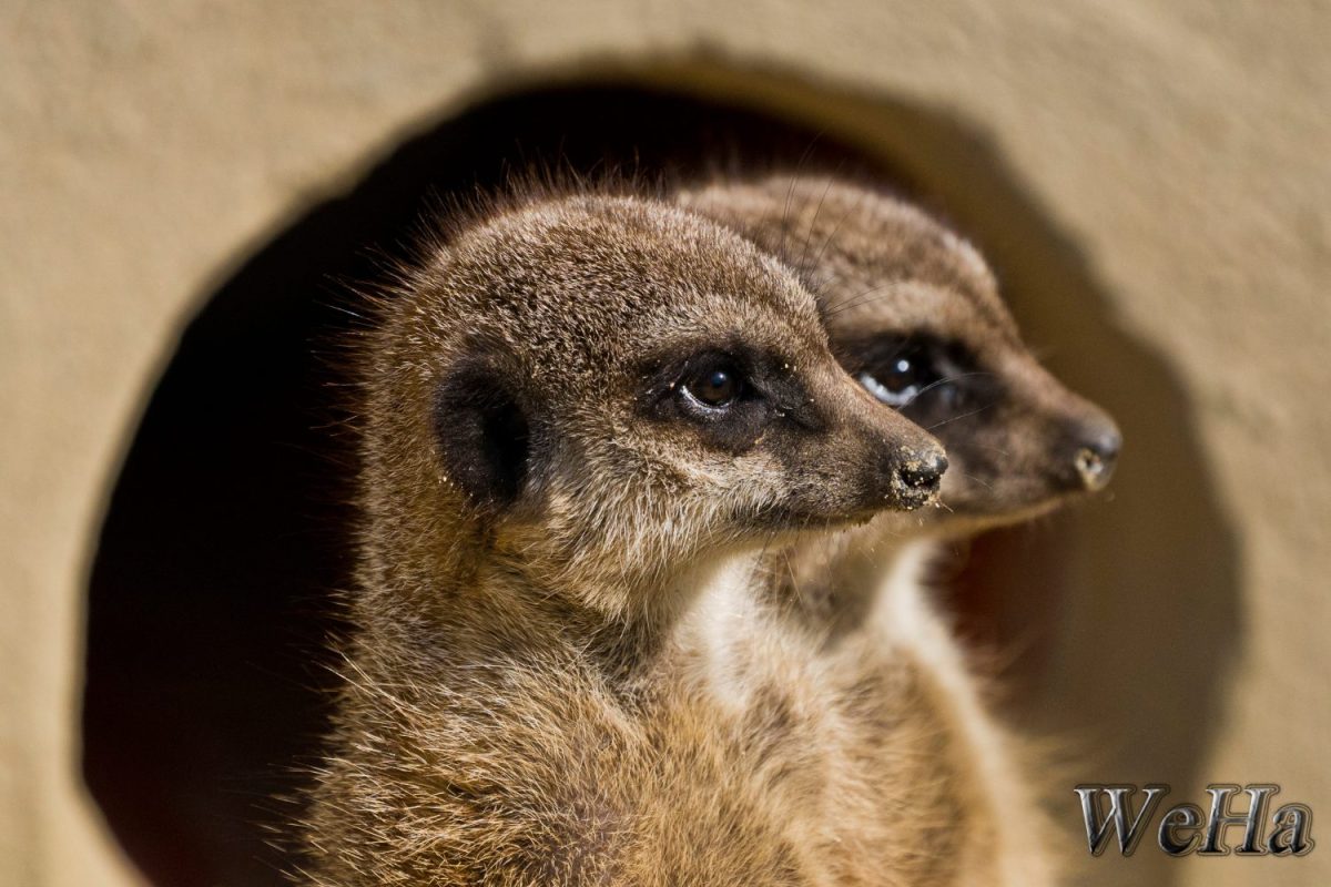 Erdmännchen © Tierpark Stadt Haag / Hannes Weinberger