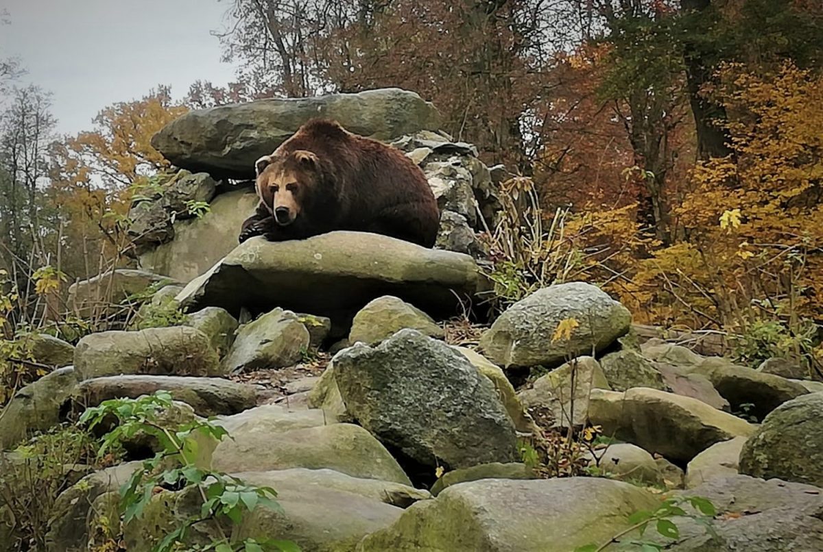 Braunbär im Herbst