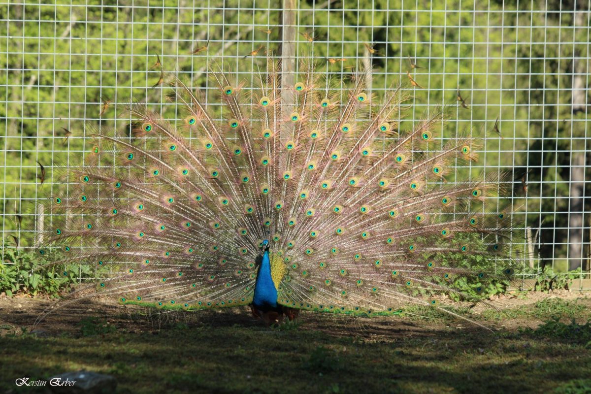 Pfau - © Kerstin Erber