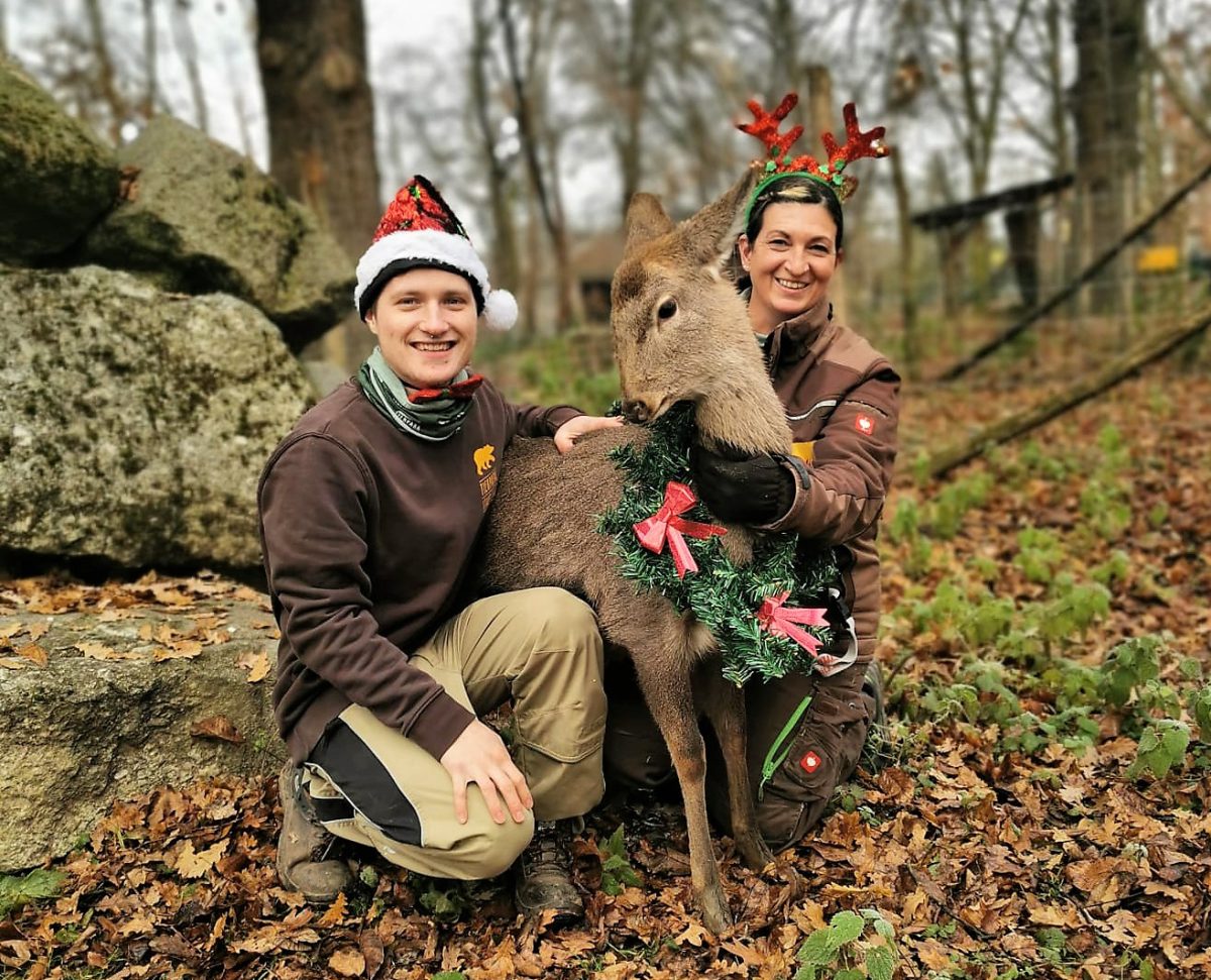 Johnny Weihnachtsgeschichte