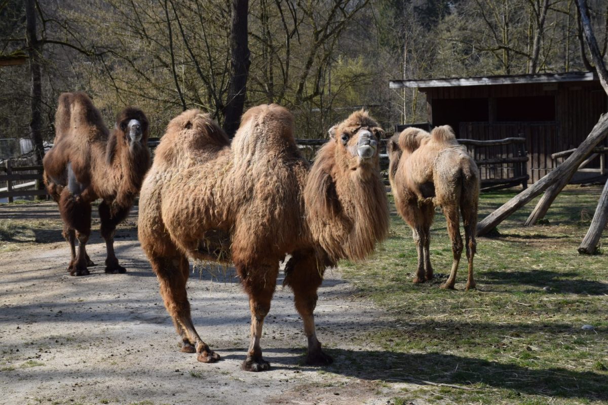 Kamel © Tierpark Stadt Haag