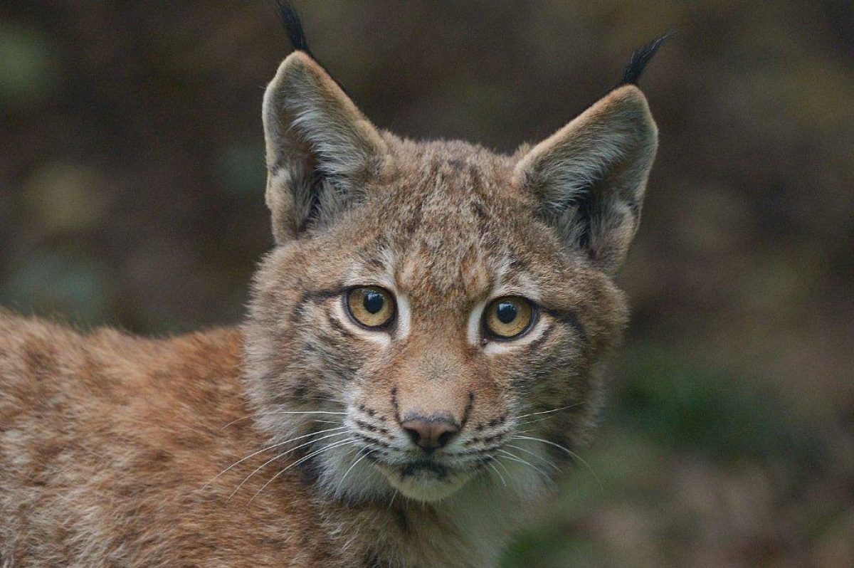 Junger Luchs