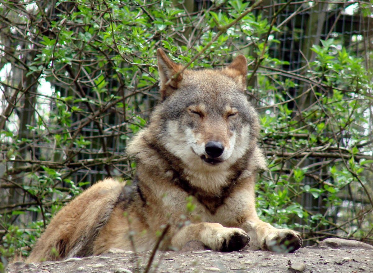 Tierpatenschaft Wolf Nikan