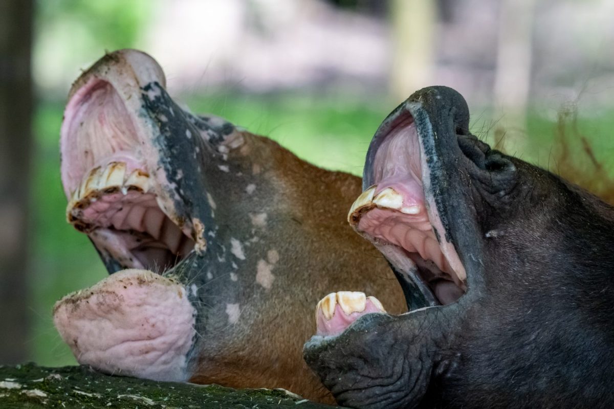 Lachende Ponys ©Tierpark Stadt Haag / Johann Reichart