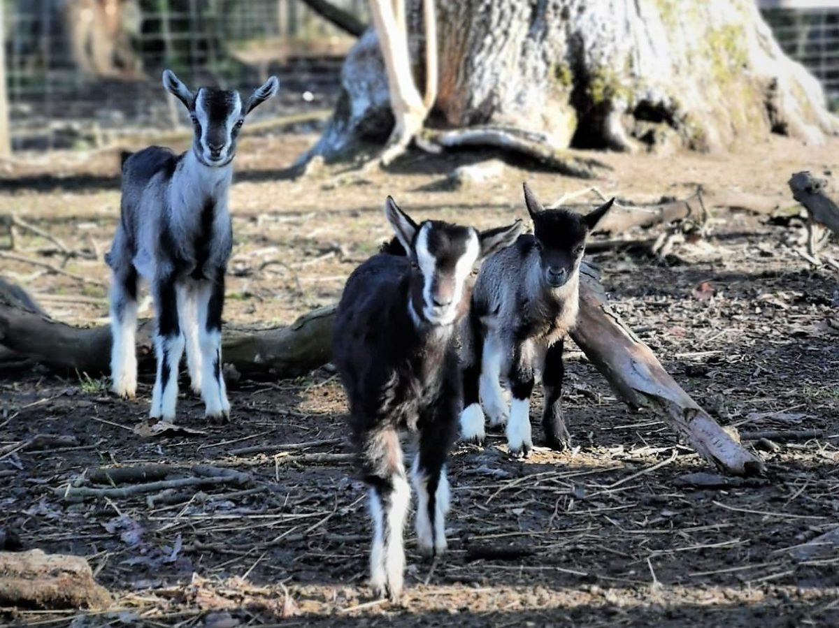 Junge Ziegen © Tierpark Stadt Haag