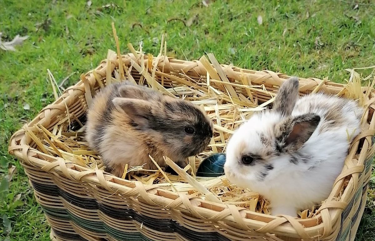 2 Hasen mit Osterei Osterhasen 2020 © Tierpark Stadt Haag