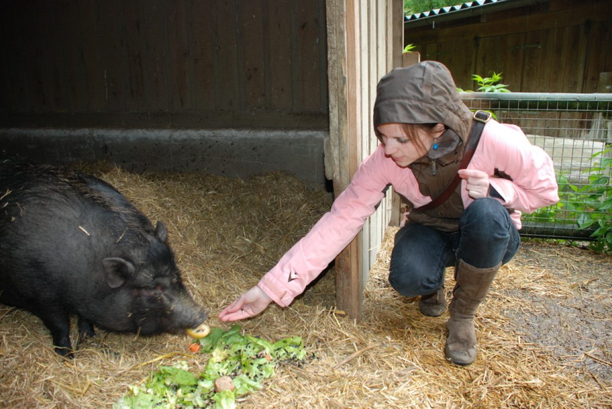 Tierpatenschaft Minischwein Ariadne