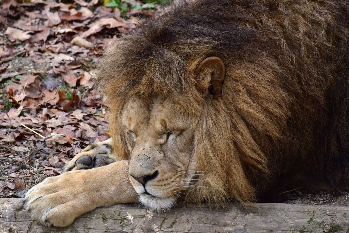 Löwe © Tierpark Haag / Intercolor Jürgen Staretschek