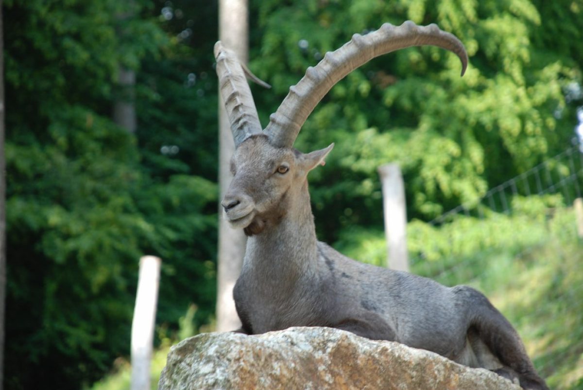 Tierpatenschaft Alpensteinbock Bruno