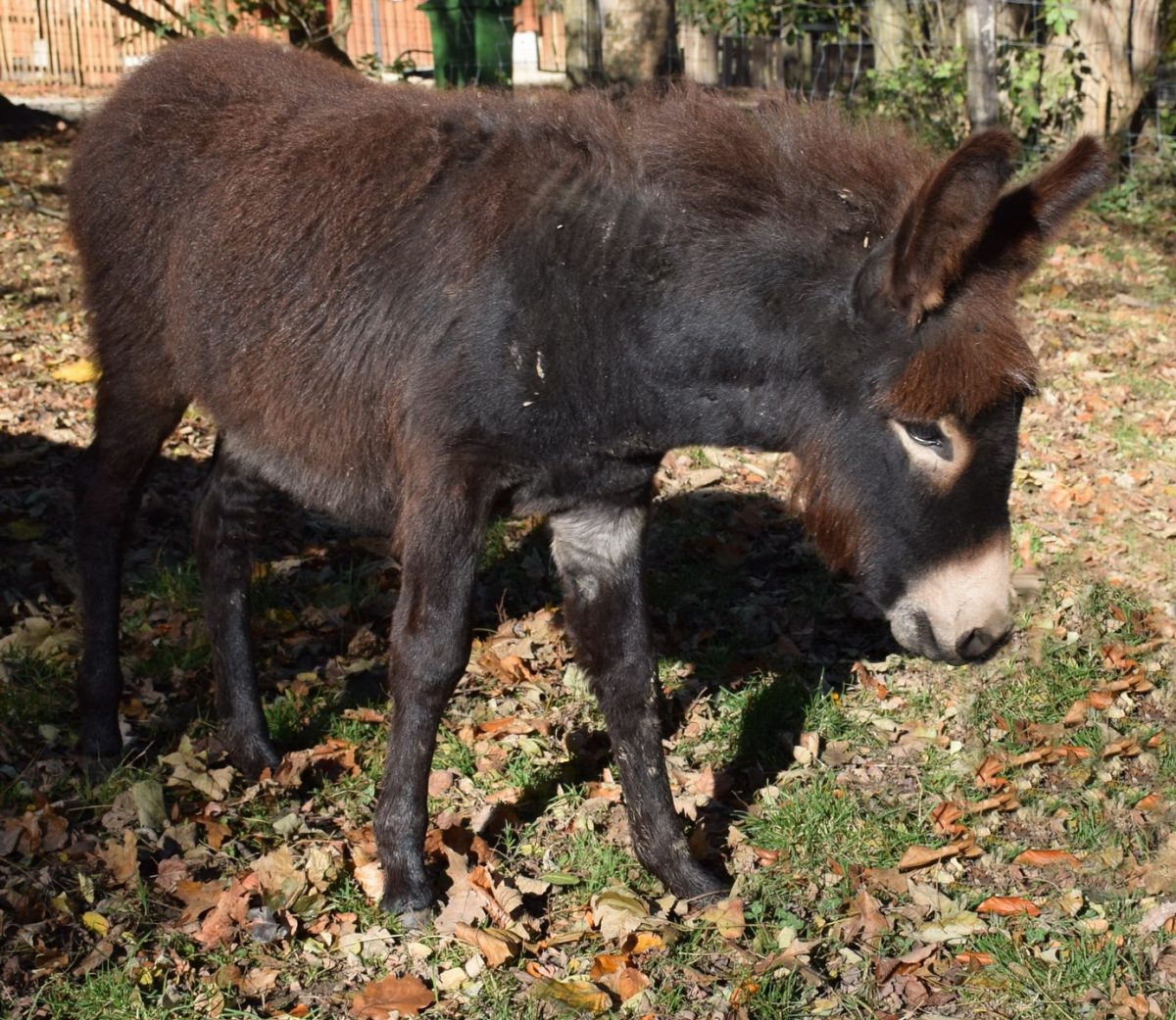 Tierpatenschaft Zwergesel Ferdi