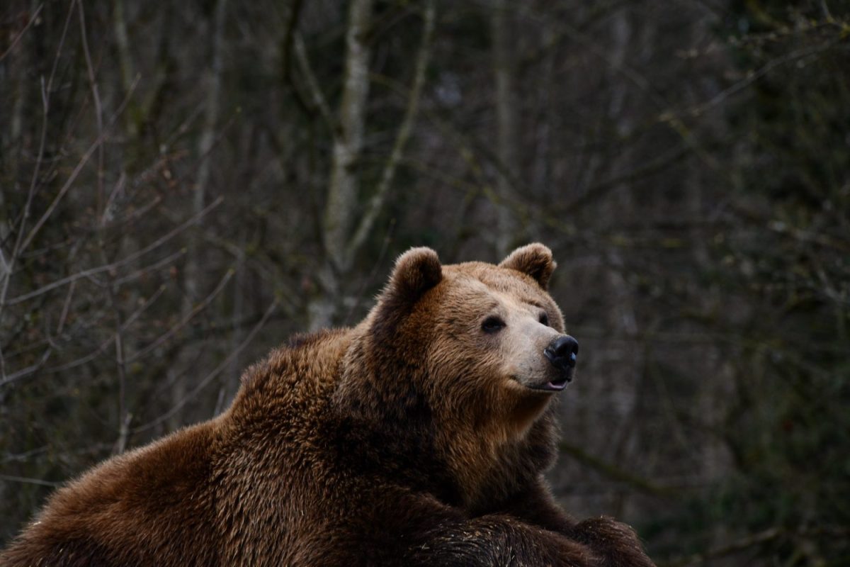 Braunbär © Tierpark Stadt Haag