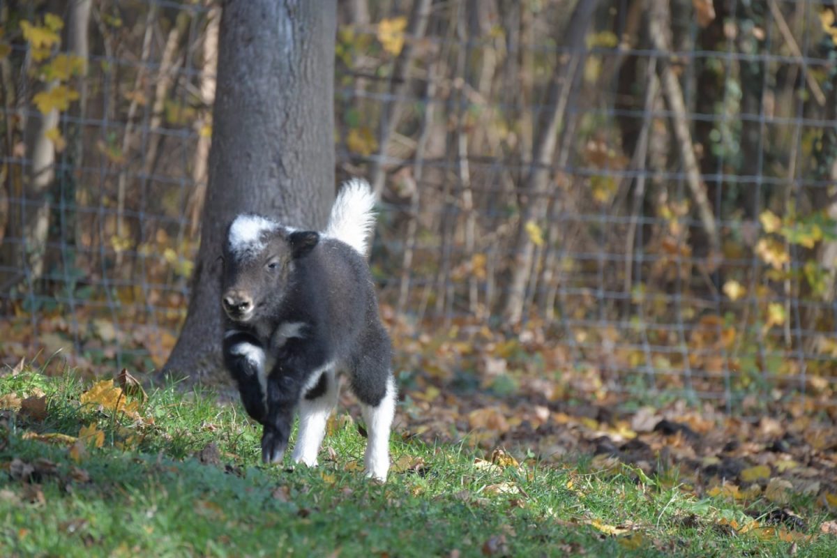 Yak Kalb