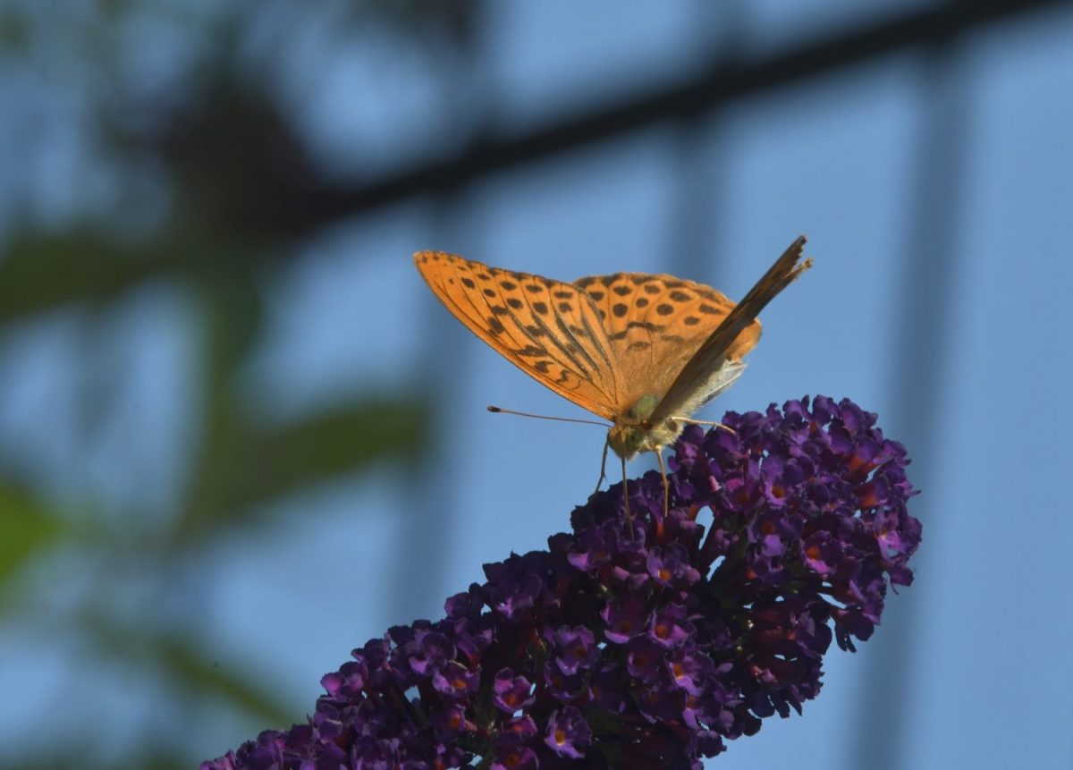 kl_DSC_9511-schmetterling