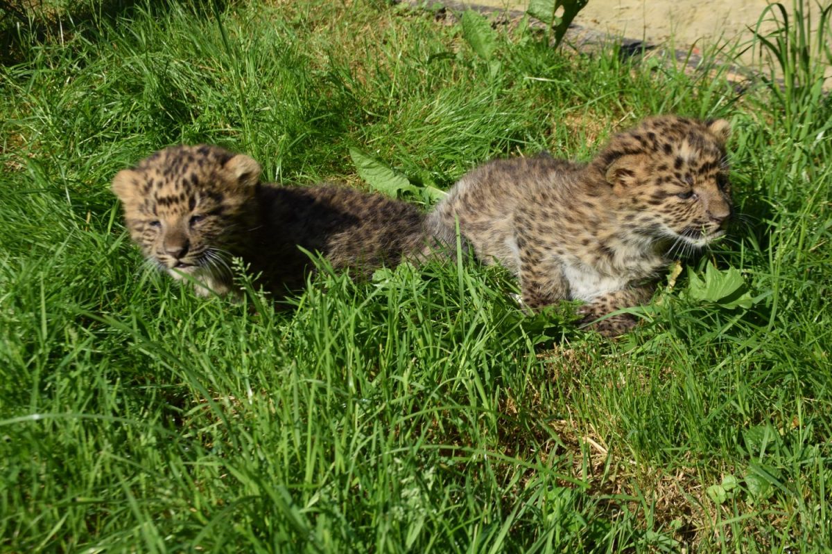 Zwei Leopardenbabys