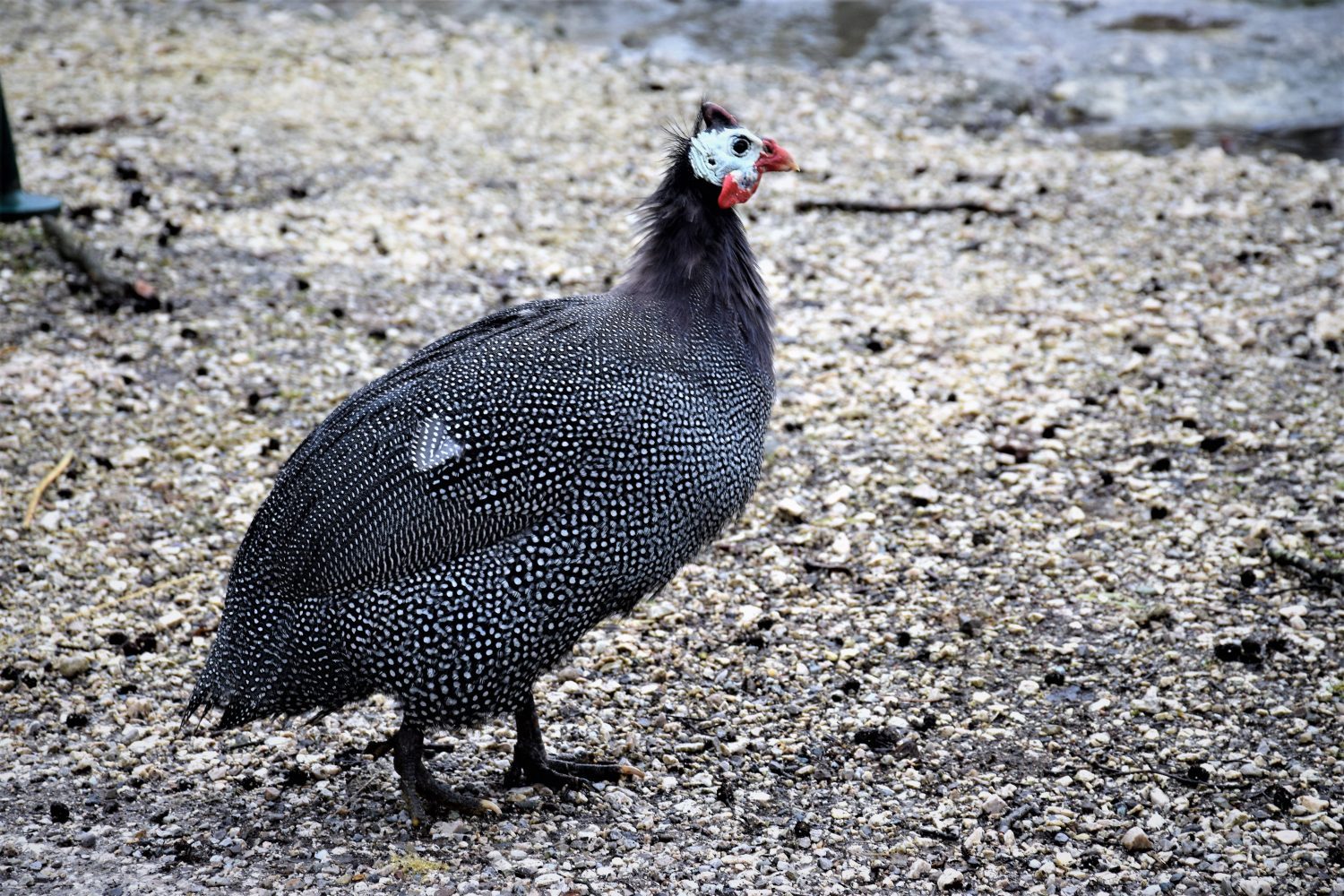 Perlhuhn © Tierpark Stadt Haag