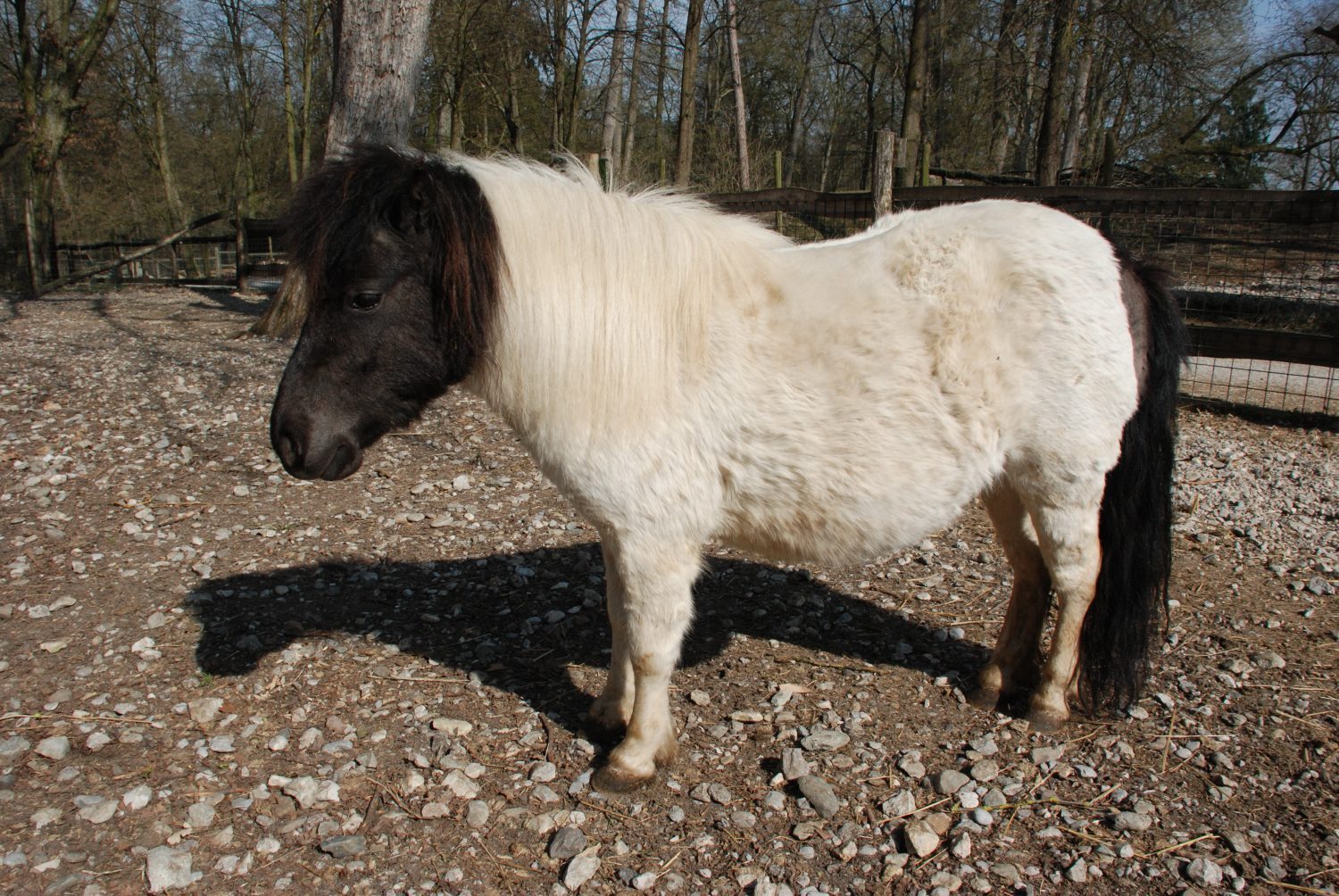 Shetland-Pony