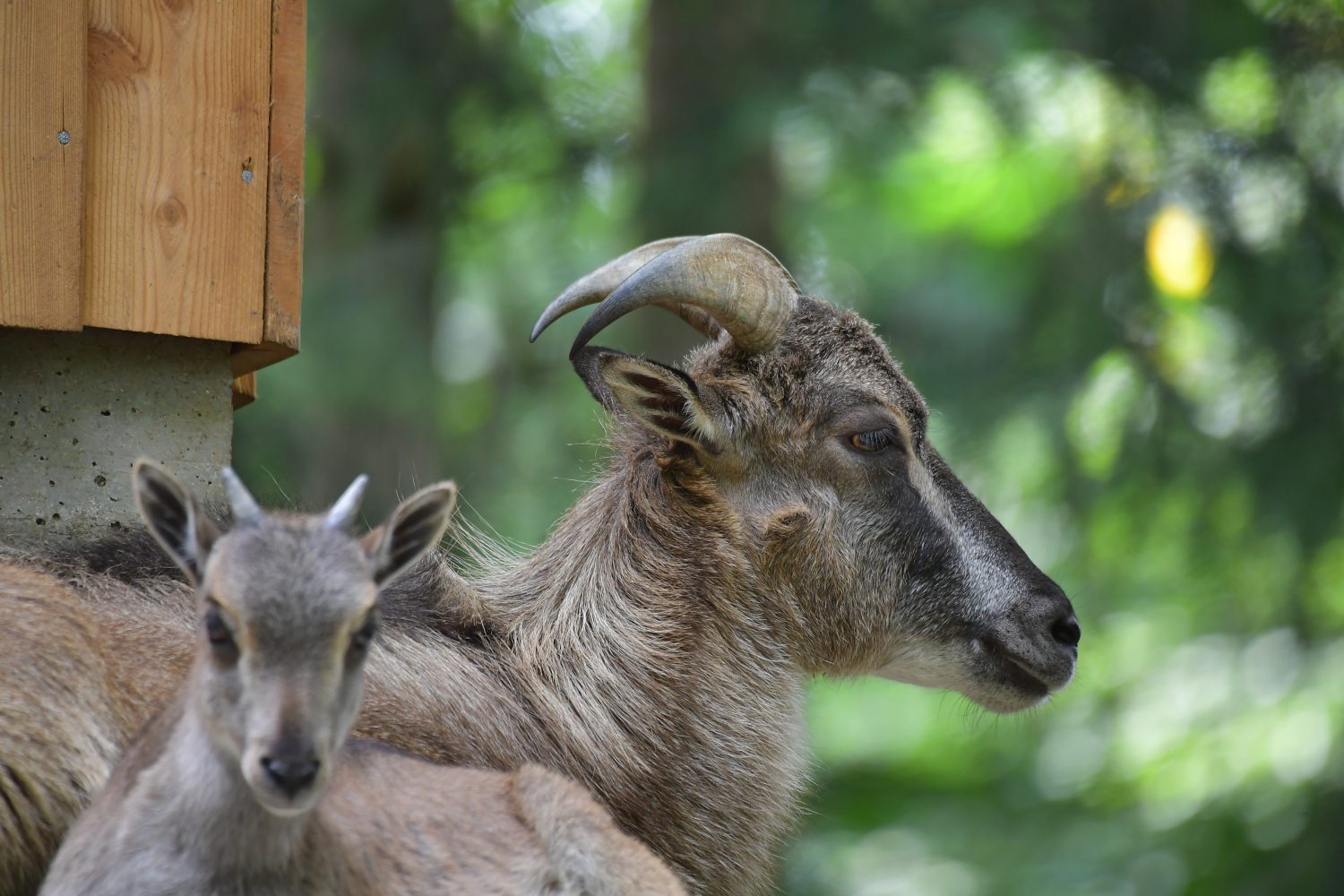 Himalaya-Tahr