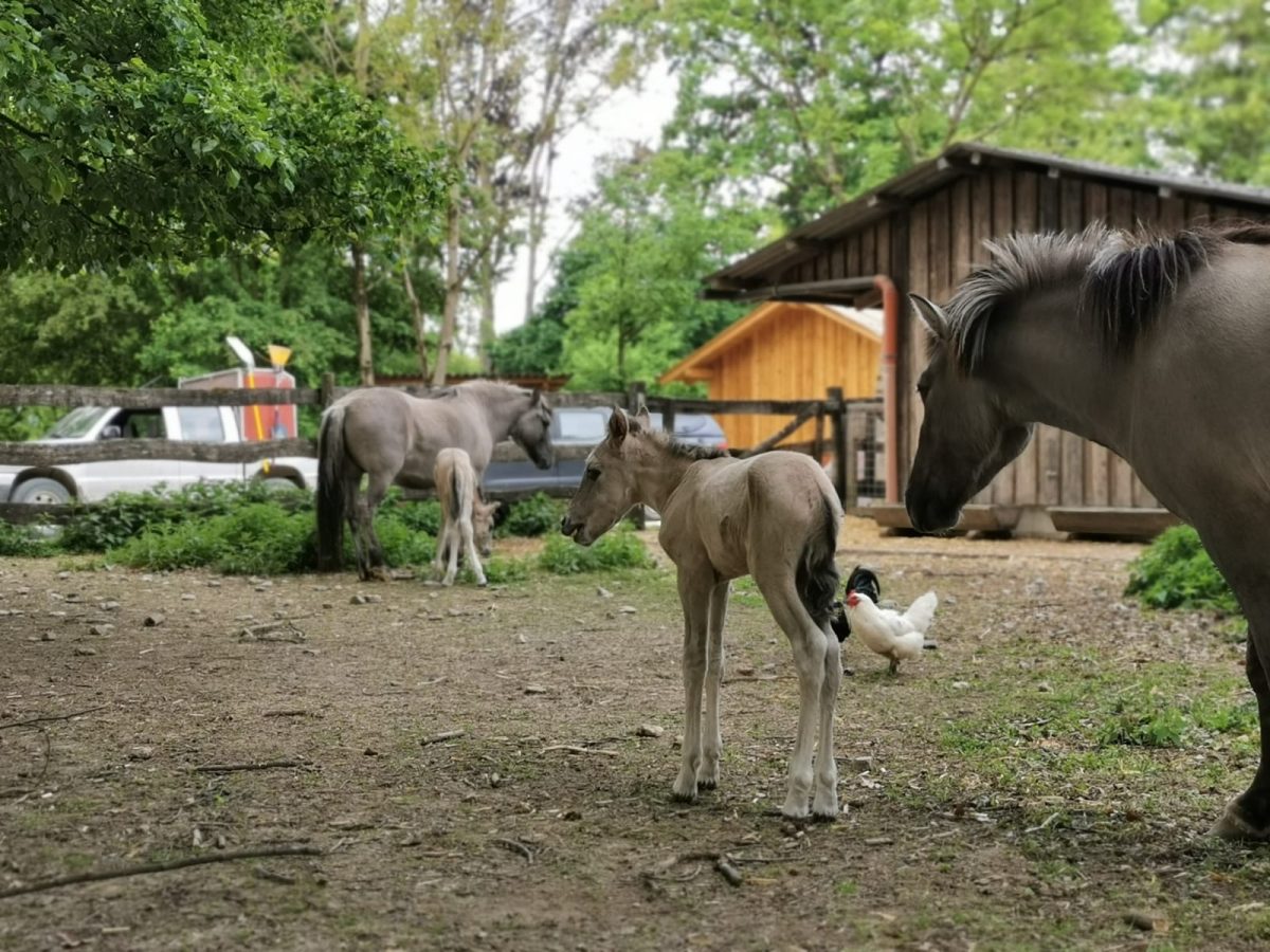 Nachwuchs bei den Tarpan