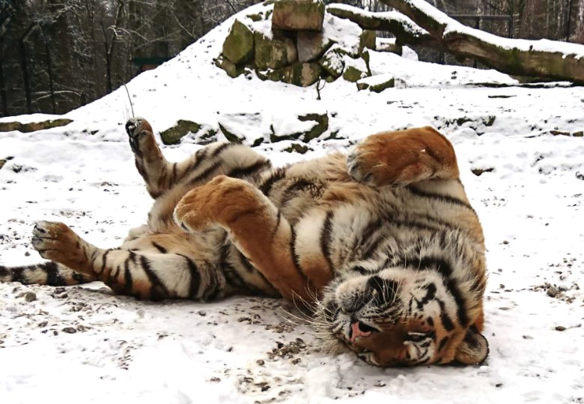 Tiger im Schnee