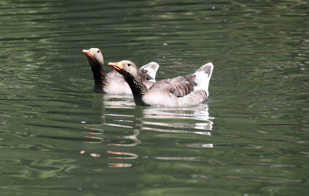 Gänse © Otto Sibera